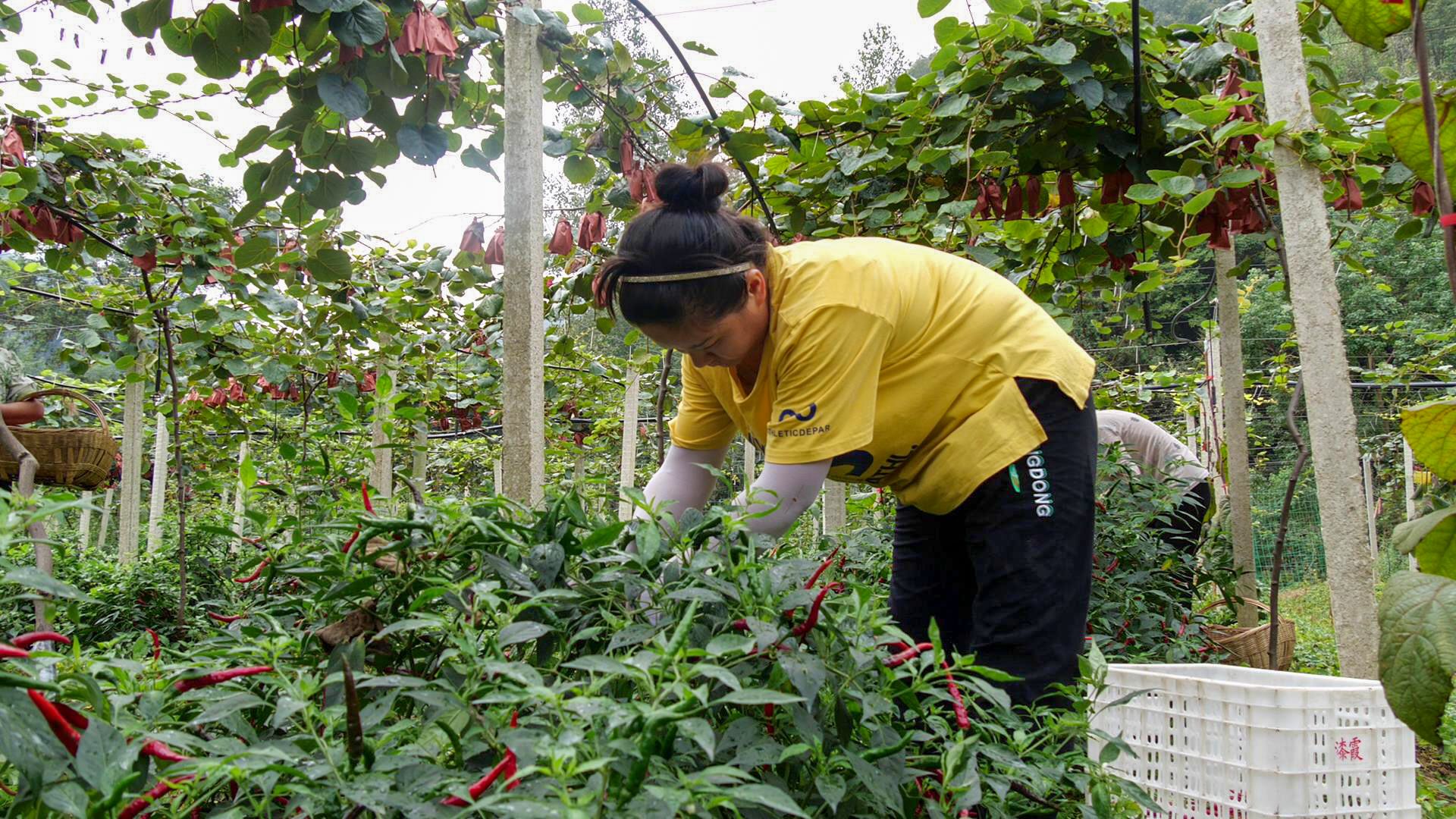 张学刚：以创新与标准推动东北林下经济特色发展