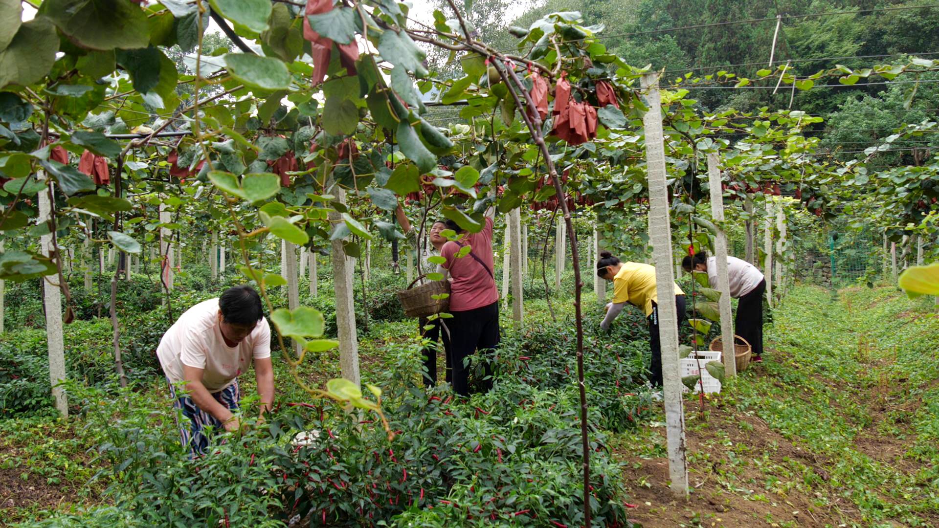 张学刚：以创新与标准推动东北林下经济特色发展