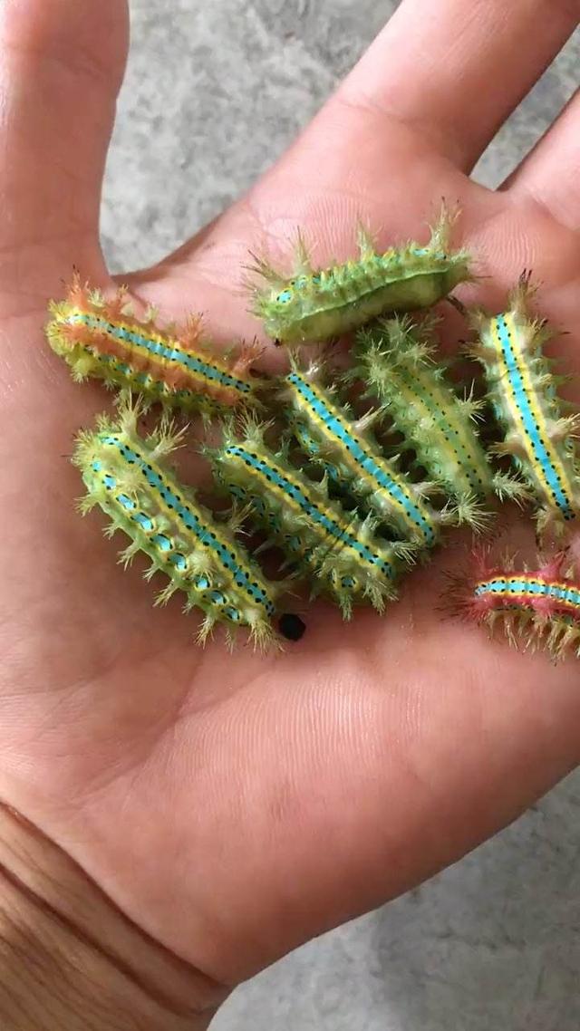 剧痛!别碰!别揉!近期这种毒虫频现,有人一不小心就中招了!